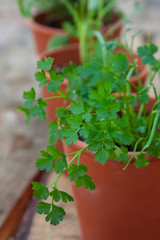 Closeup on parsley leaves in a terracotta herb garden