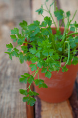 A parsley plant with fresh green leaves in terracotta pot on a wood background.