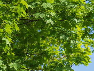 Tree branches with green foliage against a blue sky