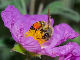 detail of honey bee collecting nectar on rock rose wildflower