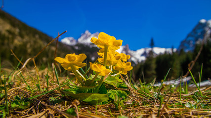 Wiosenne kwiaty Na Wielkiej Polanie Małołąckiej w Tatrach Zachodnich