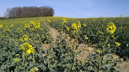 Blühender Raps auf Rapsfeld im April