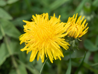 Field of Blooming Yellow Dandelions