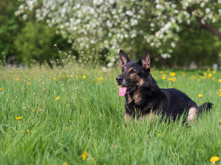 German shepherd portrait on a natural background, copy space