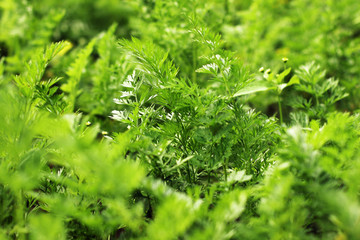 Parsley close up. Petroselinum crispum. Background of greenery.