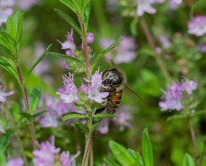 honey bee pollinating on a thyme flower