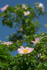 pink rosehip flowers in the garden against the blue sky background 