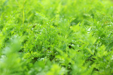 Parsley close up. Petroselinum crispum. Background of greenery.