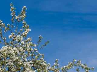 Blooming apple tree on a background of blue sky, copyspace. Postcard