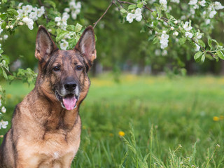 German shepherd portrait on a natural background, copy space