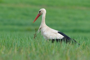 Fototapeta premium White Stork standing in tall grass. Looking for food. Side view, closeup. Genus species Ciconia ciconia.