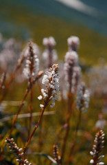 Fototapeta premium spring in the forest