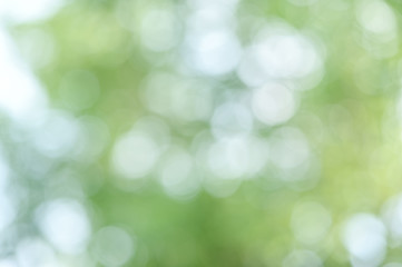 Abstract green bokeh background, green blurred abstract background from foliage sunshine background