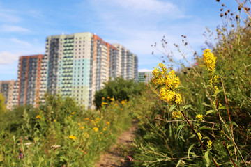 View to the residential buildings from the hill, overgrown with grass and wild flowers of goldenrod. Concept of ecology in a city, suburb area, eco-friendly district