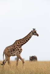 A Giraffe walking in Savannah with backdrop of  African Elephant , Masai Mara, Kenya