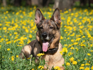 German shepherd in the meadow with yellow dandelions