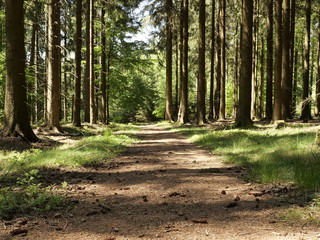 Ehemalige Römerstrasse bei Farschweiler