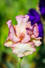 Magenta purple iris flower with yellow striped petals closeup on blurred background. Gorgeous garden iris among fresh green leaves. Spring blooming purple pink flower also known as tiger iris variety.