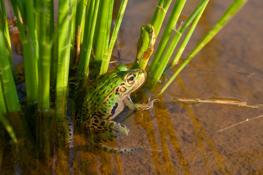 水田に棲む蛙
