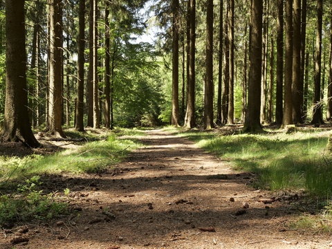 Ehemalige R&ouml;merstrasse bei Farschweiler