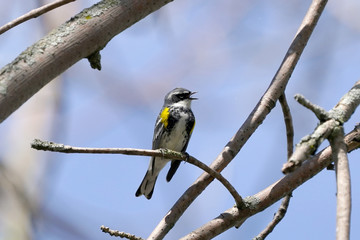 Yellow Rumped Warbler