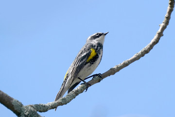 Yellow Rumped Warbler