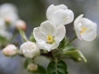 Fototapeta na wymiar Blooming apple tree, white flowers of an apple tree close-up.