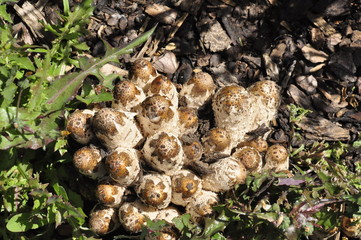 Grzyby w parku © Adam