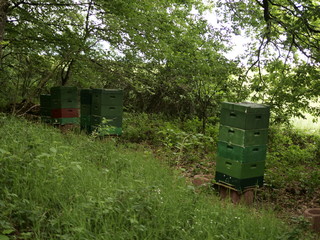 Bienenstöcke im Wald
