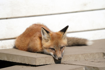 Urban fox living under building
