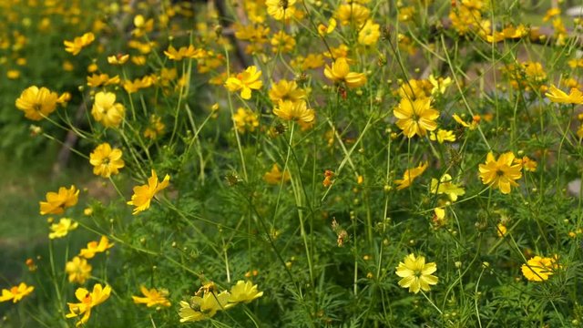 Slow motion Yellow Cosmos or Mexican aster among several orange flowers