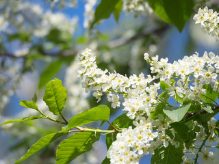 Blooming bird cherry on a bright sunny day. Natural background