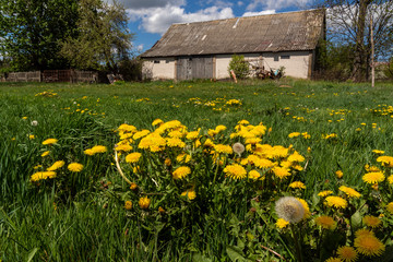 Dolina Narwi. Wieś Zawyki nad Narwią. Szlak Konopielki, Podlasie, Polska © podlaski49
