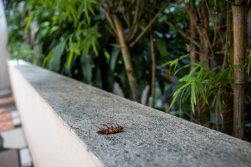 big dead orange cockroach lies paws up poisoned by chemical anti-insect repellents