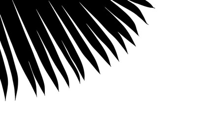 palm tree silhouette