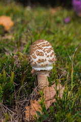 Parasol mushroom on meadow.