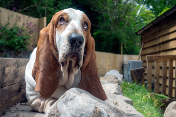 basset hound dog in the garden