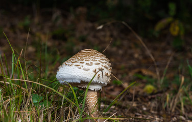 Parasol mushroom on meadow.