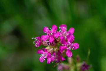 Fototapeta premium Beautiful Delicate Purple Flowers Viscaria Vulgaris Growing On Meadow