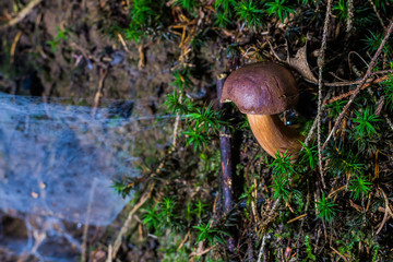 Rough-stemmed bolete growing on steep hill with spider web besides.