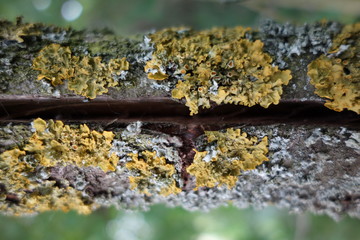 Thin tree trunk split in the middle with lichen