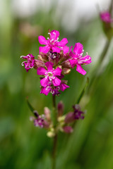 Beautiful Delicate Purple Flowers Viscaria Vulgaris Growing On Meadow