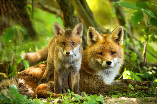 Fototapeta Enchanting red fox, vulpes vulpes, family resting in green summer forest near den. Little cub standing close to its lying mother between trees at sunrise. Concept of animal proximity.