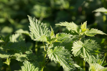 Green nettle leaves.