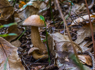 Bolete growing in the forest.