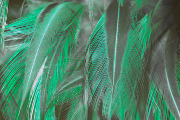 Beautiful feather color light green,black pattern texture background