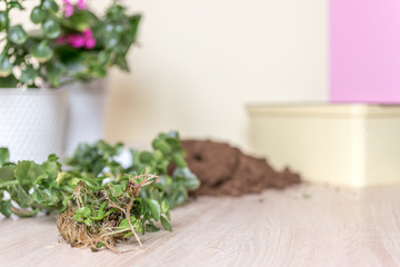 Gardening at home. Flower planting. Flowers in pots, soil, stems and roots.