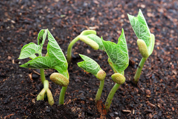 Young bright green sprouts of green beans just hatching from the ground in the garden, close-up, the concept of gardening and spring plantings 