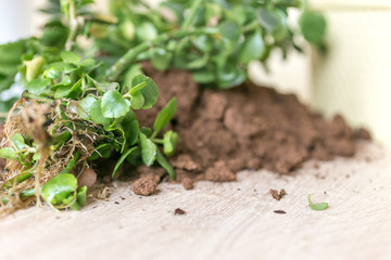 Gardening at home. Flower planting. Flowers in pots, soil, stems and roots.