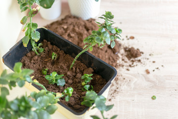 Gardening at home. Flower planting. Flowers in pots, soil, stems and roots.